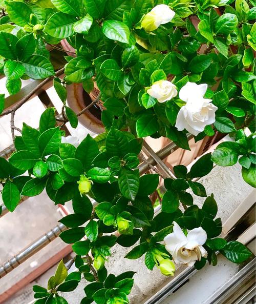 栀子花花语（探究栀子花的美丽寓意与传说）