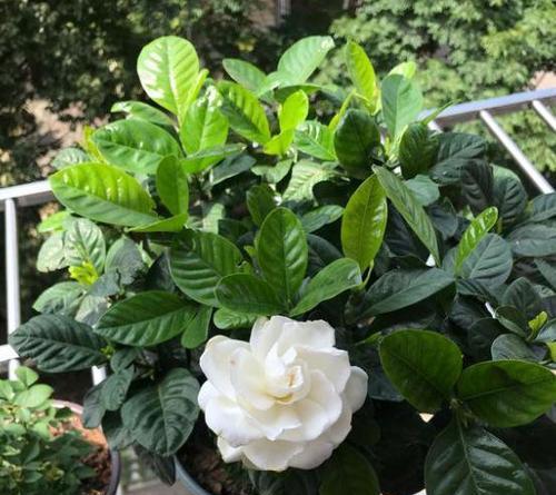 栀子花的美丽与寓意（传承千年的芳香之魅力）