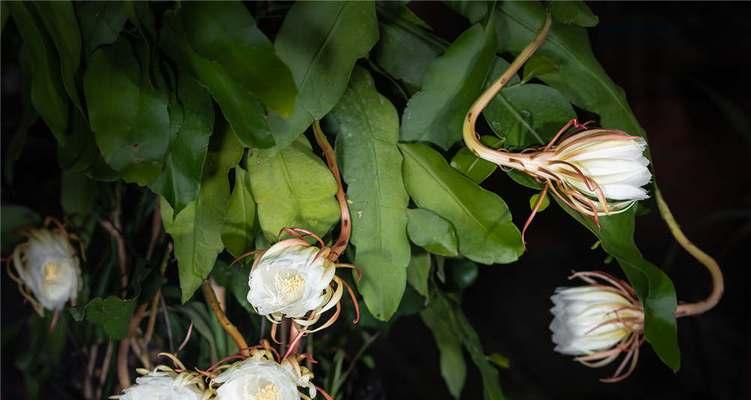 昙花象征的生肖之谜（揭开昙花所代表生肖的神秘面纱）