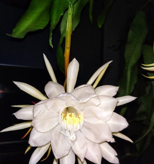 昙花开的预兆与象征（探寻昙花开的奥秘）
