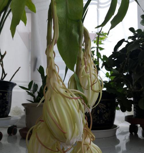 昙花开的预兆与象征（探寻昙花开的奥秘）