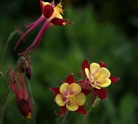 耧斗菜（神奇的耧斗菜）