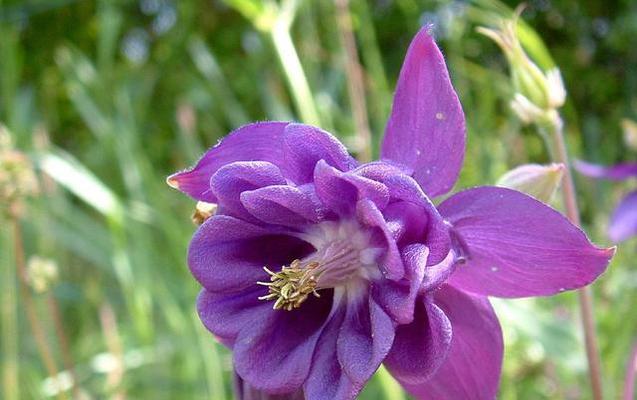 耧斗菜（神奇的耧斗菜）
