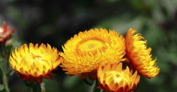 黄色菊花花语的深意（用花语传达情感的黄色菊花）