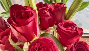 33朵玫瑰的花语与象征意义（33朵玫瑰的神秘背后）