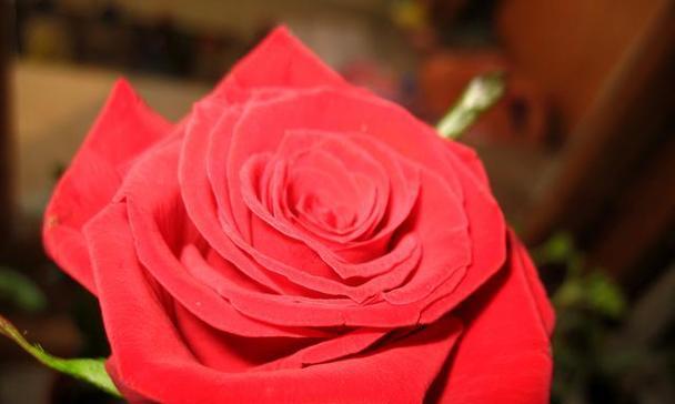 玫瑰花的花语——一朵代表的意义（以93朵玫瑰花花语代表什么意思）