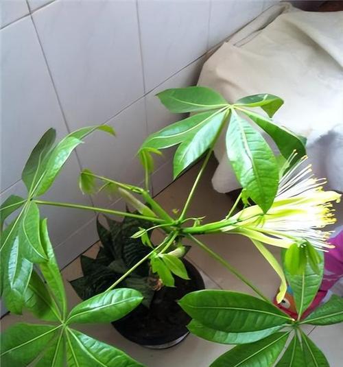 八瓣花的意义和象征（探寻八瓣花的神秘魅力与象征含义）