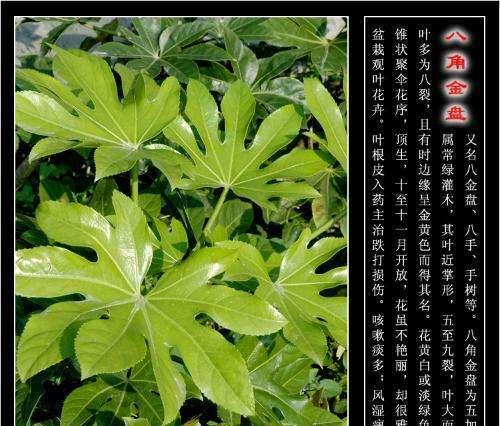 八方来财树开花预示着什么（揭秘财运蓬勃的象征意义）