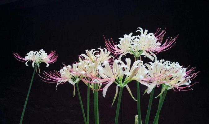 白彼岸花的美与寓意（探寻白彼岸花的象征意义与文化内涵）