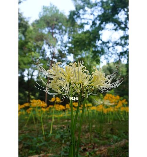 白彼岸花的美与寓意（探寻白彼岸花的象征意义与文化内涵）