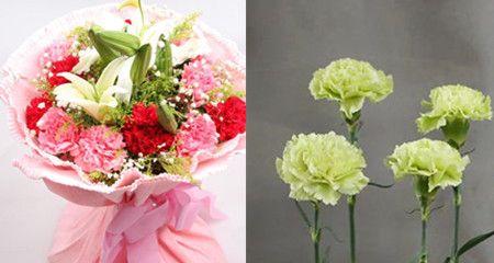 白康乃馨的花语及其意义（揭秘白康乃馨的深刻寓意）