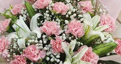 白康乃馨花语与祝福（馨香芬芳）