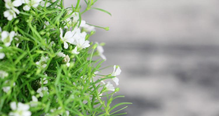 白色满天星的花语及象征意义（用白色满天星诠释纯洁和希望的美丽）