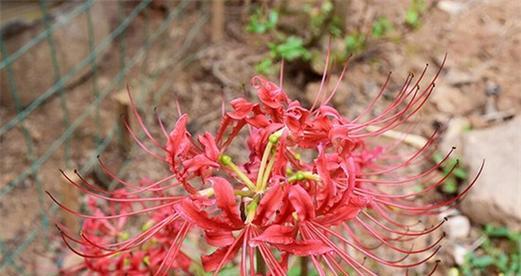 以彼岸花花语的含义与传说（以彼岸花花语解读）