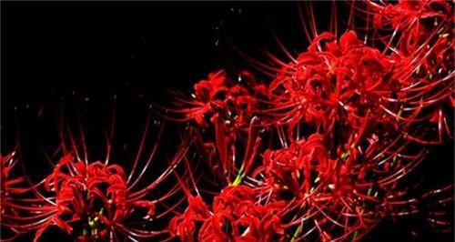 彼岸花之美（探寻彼岸花多彩花色背后的花语之谜）