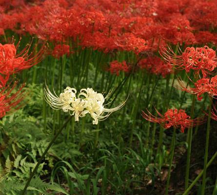彼岸花之美（探寻彼岸花多彩花色背后的花语之谜）