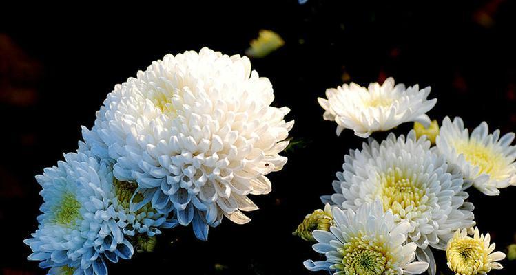 哀思之花（以花语表达哀思的美丽与深情）
