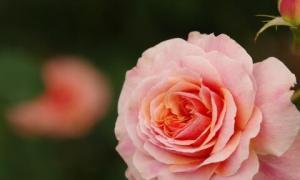 爱的花语（花语中的浓情蜜意）