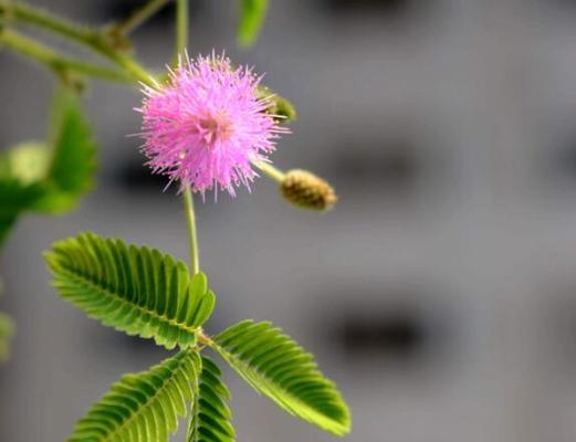 害羞之花（以表示害羞的花为主题）