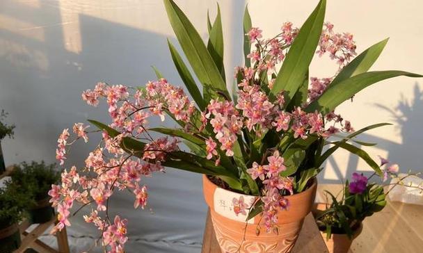 吉祥花的花语与寓意（探索吉祥花的瑞气传承与吉祥寓意）