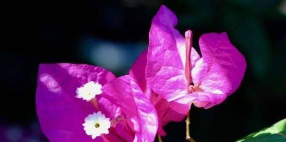 坚韧的花（揭示坚韧与生命力的花之语）