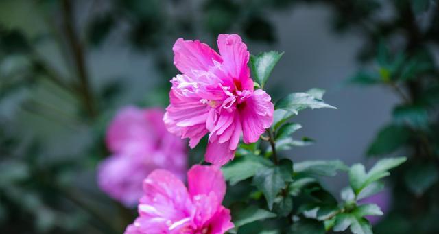坚韧的花（揭示坚韧与生命力的花之语）