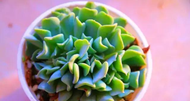 多肉植物适合浇白糖水吗（多肉植物的养护小技巧）