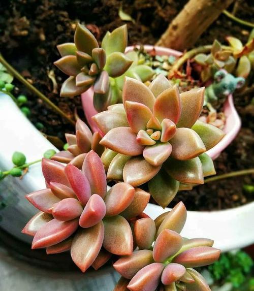 可乐浇多肉植物的好处（探秘可乐浇灌的奇妙世界——可乐浇多肉植物的好处）