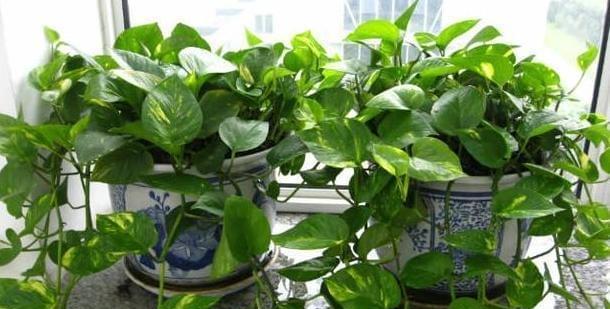 多肉植物也可以浇啤酒（正确的浇灌方法让多肉更健康）