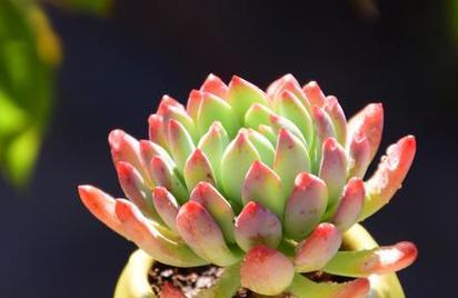 多肉植物可以室外养吗（露天养多肉植物的方法与注意事项）