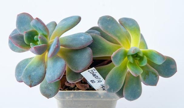 揭秘多肉植物的耐寒底线（从零度到负十度）