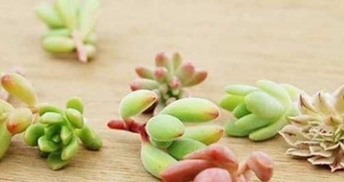 多肉植物的扦插技巧（如何让你的多肉快速繁殖）