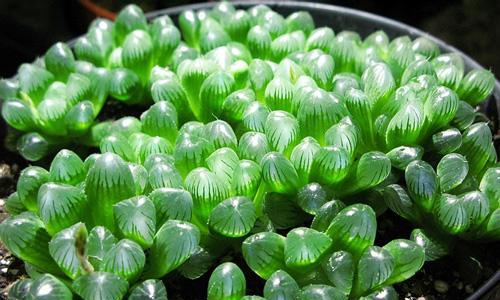 多肉水养（探讨多肉的水养优势及种植技巧）