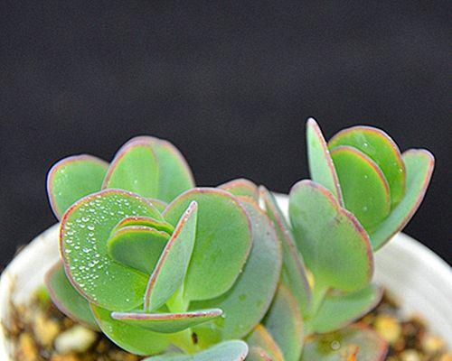 多肉植物能否有效吸附甲醛（科学探究多肉植物对室内甲醛的净化效果）