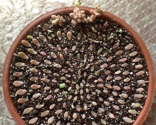 多肉植物种植的新选择——沙子（探究沙子作为多肉植物种植介质的优势和方法）