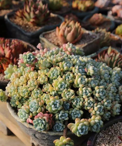 多肉植物劳尔的养殖与护理（初学者必看）