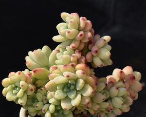 多肉劳尔的香味之谜（揭秘多肉劳尔为何具有香味及其好处）