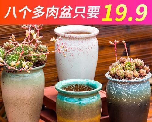 多肉老桩用盆的大小怎么选（合理选择盆的大小）
