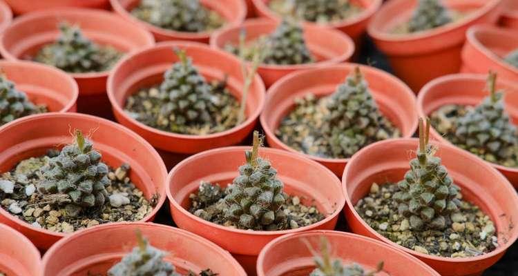 多肉可以无根生存吗（独立氧气供应的多肉植物）