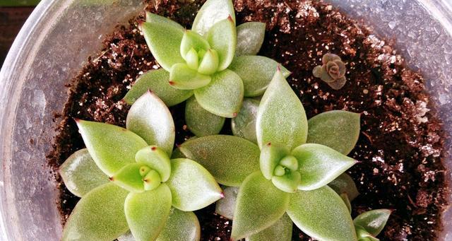 多肉苗的种植方法（从栽培到养护全程指南）