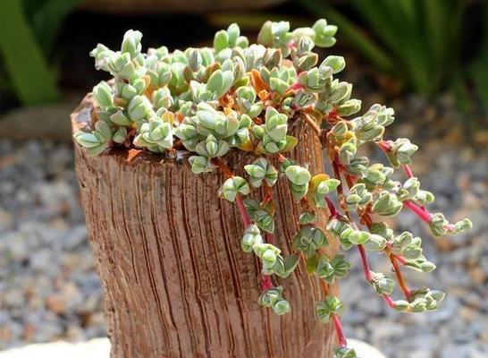 多肉苗的种植方法（从栽培到养护全程指南）