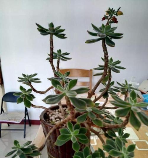多肉苗的种植方法（从栽培到养护全程指南）