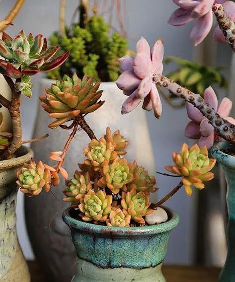 多肉植物对低温的耐受性研究（多肉植物的冬季养护与应对极寒天气的方法）