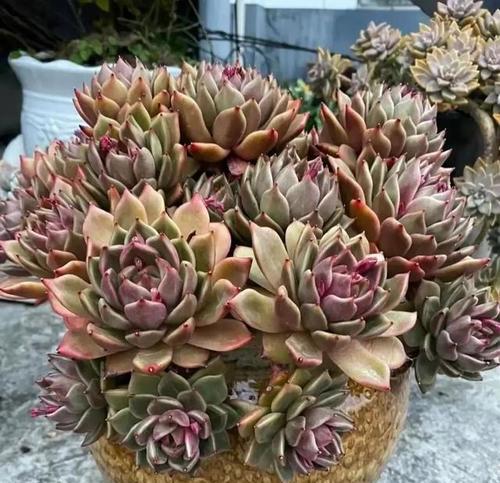 多肉植物安全过冬的方法（耐寒耐冻的多肉植物养护秘籍）