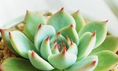 多肉植物的耐旱能力分析（探究多肉植物的喜旱或喜水特性）