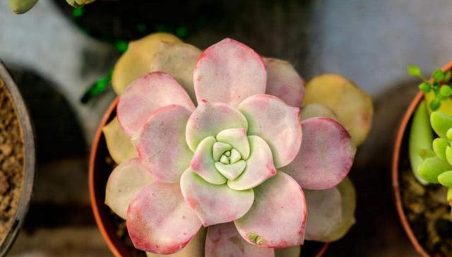 多肉植物的生命力（探讨多肉植物的寿命和长寿秘诀）