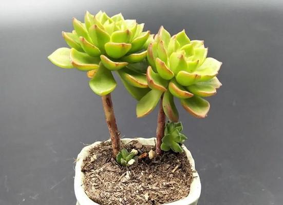 多肉植物是否适合浇硫酸亚铁（了解多肉植物浇水的正确方法）