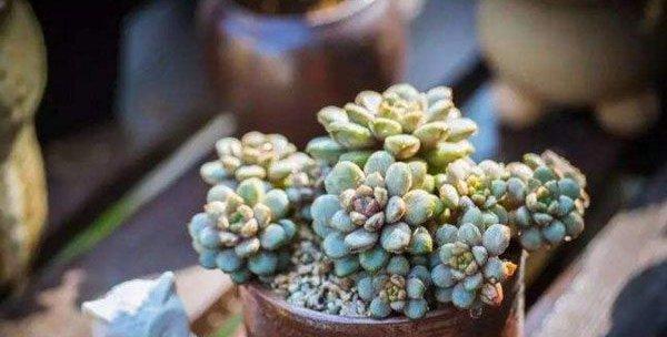 多肉植物能否承受雨水的冲刷（室外多肉能否淋雨？多肉植物的雨水管理和养护）