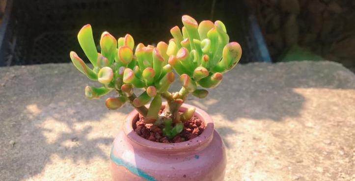 多肉植物的室内养护（美丽的盆栽）