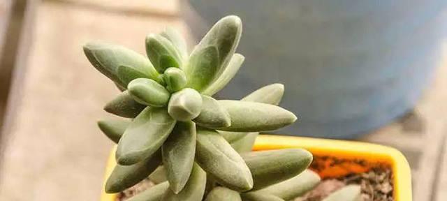 多肉植物在冬天怕冷吗（多肉植物冬季养护指南）